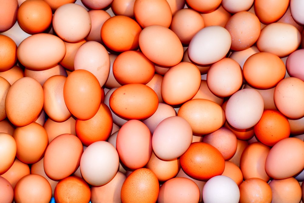 たくさんの卵